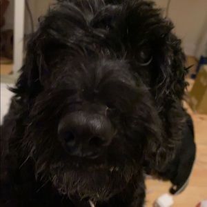 Meet your Posher, Maddi